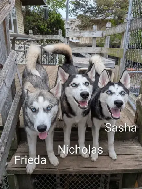Nicholas photo 3