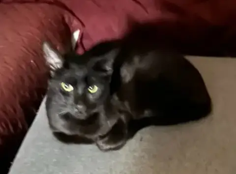 Fig