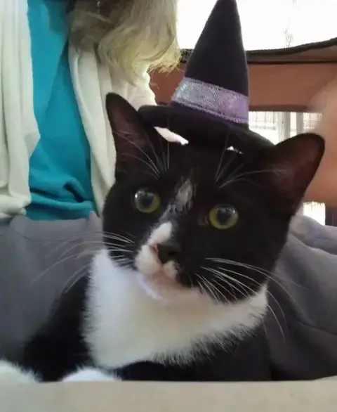 Mittens photo 3