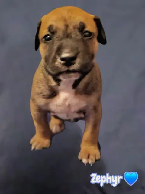 Zephyr- Stormie Litter photo 2