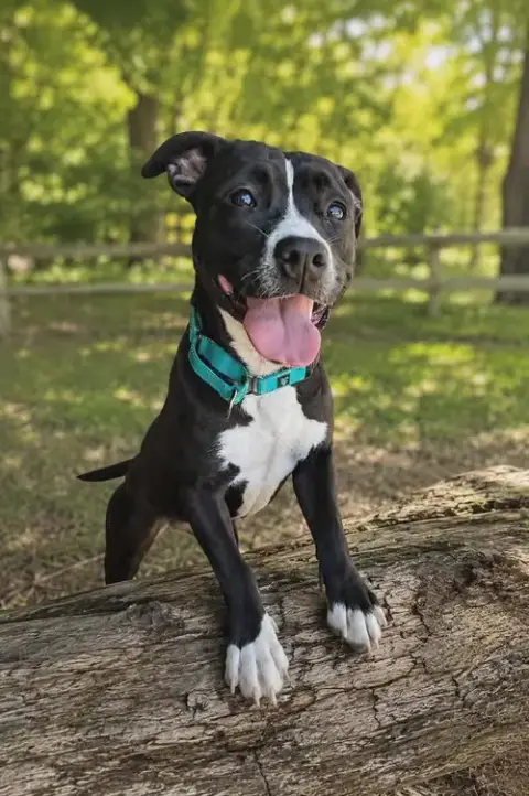Penny: Not At Shelter