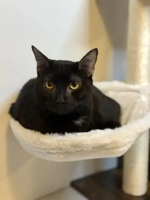 Timber