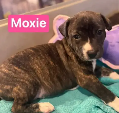 Moxie photo 3