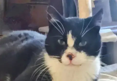 Mayor *Sweet Special Needs Kitty