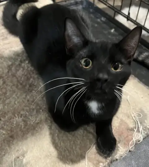Pepper