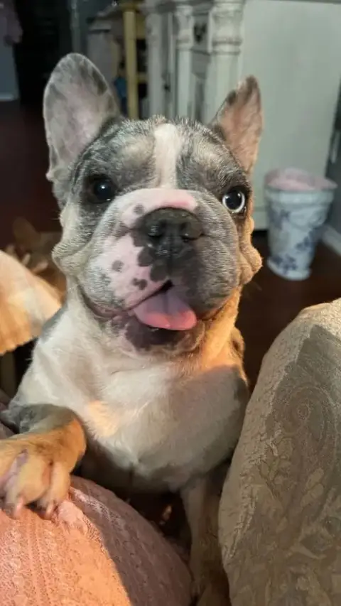 Mable