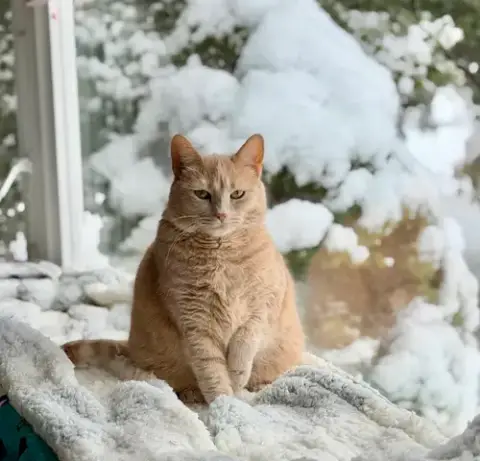 Tawny