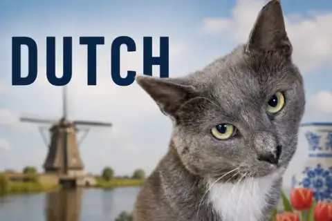 Dutch photo 5