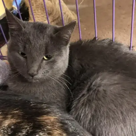 Paisley
