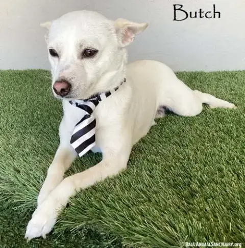 Butch