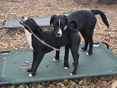 Lab Puppies