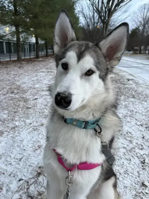 Sadie