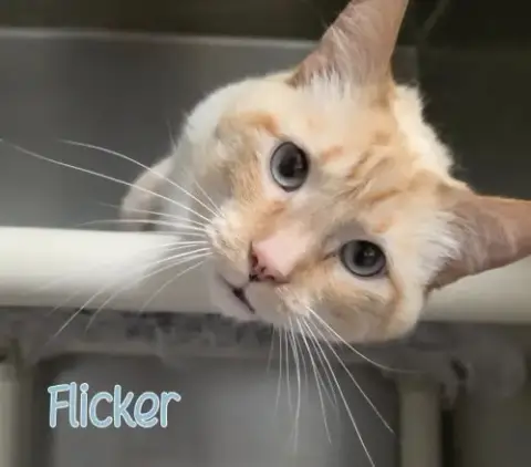 Flicker photo 2