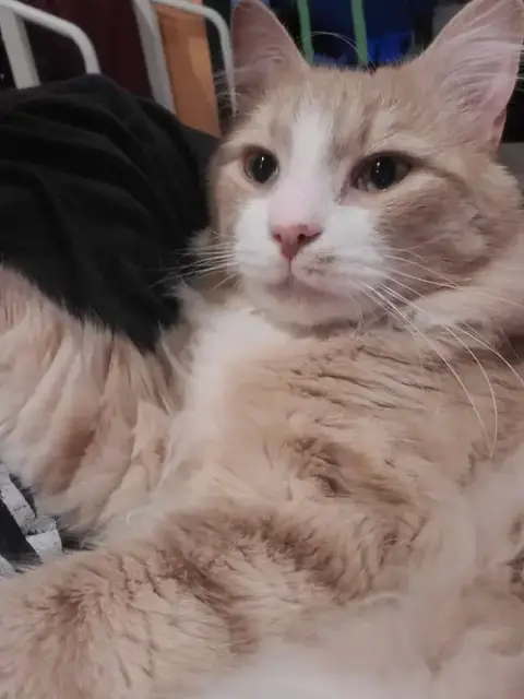 Norbert photo 2