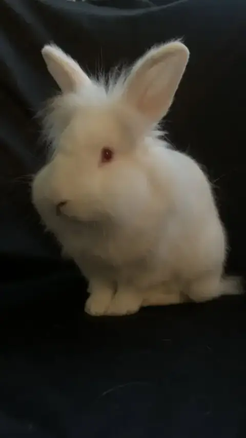 Basil photo 2