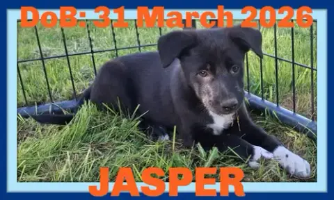 Jasper