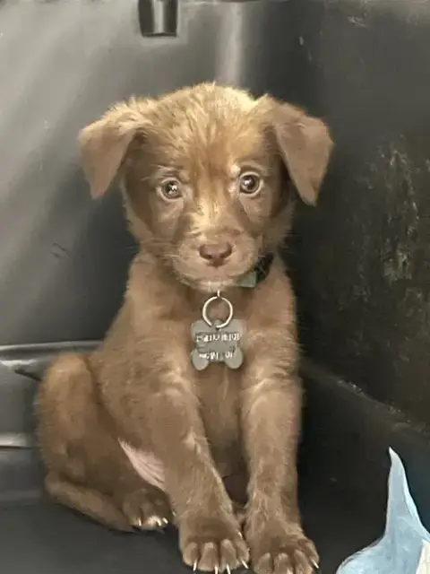 Whiskey photo 4