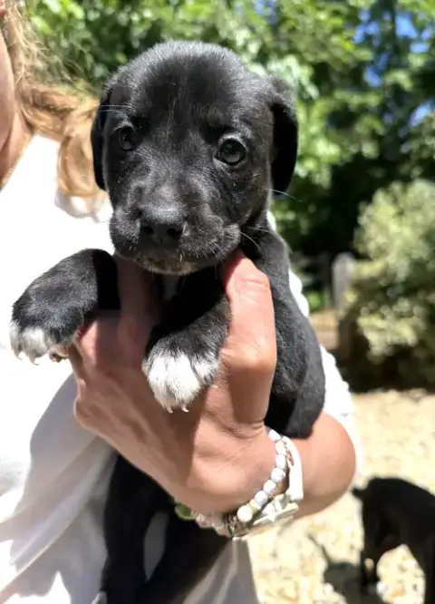 Momma Iris' Litter: Sweet Potato photo 4