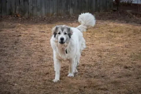 Luna photo 4