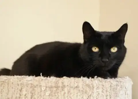 Olivia photo 2