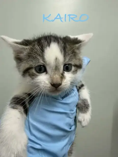 Kairo