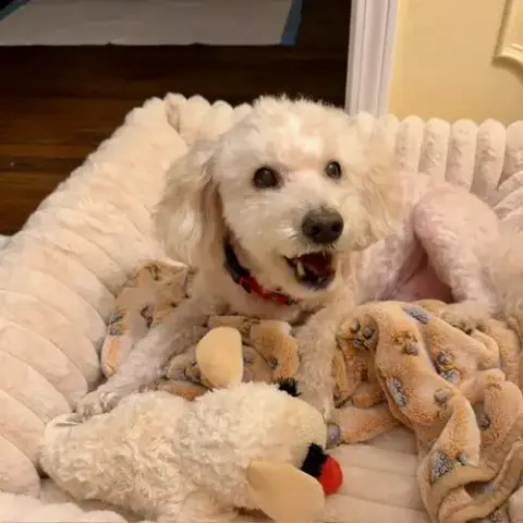 Benny photo 4