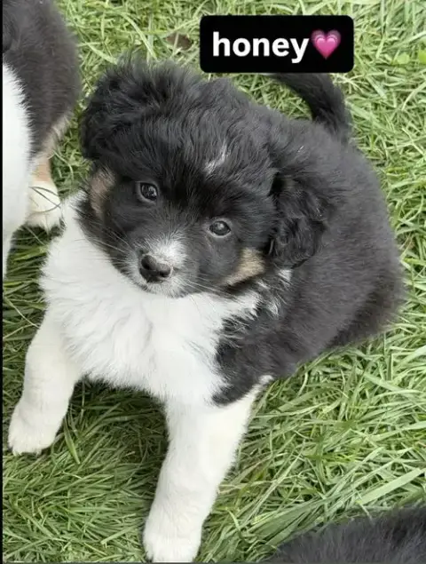 Condiments