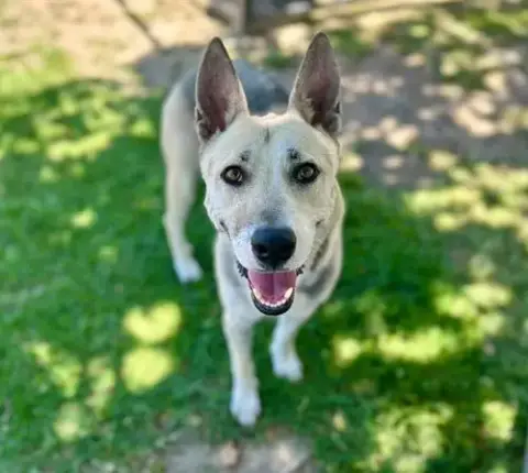 Tasha