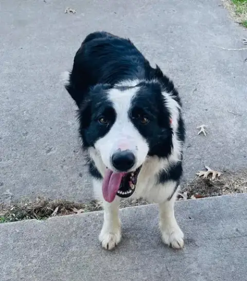 Mr. Pickles