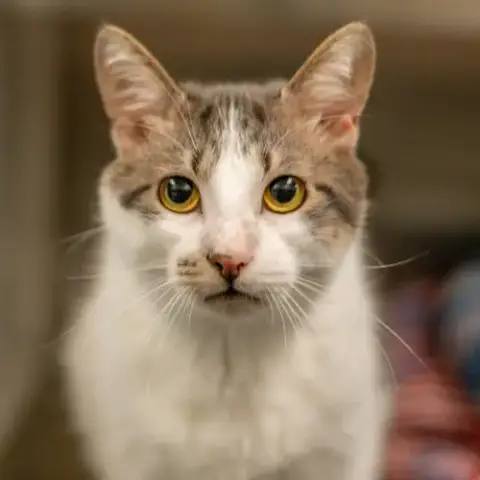 Oliver