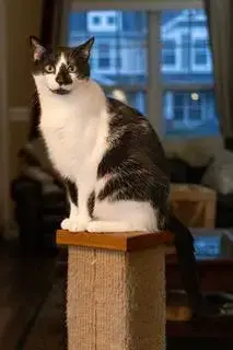 Biscuit Catio