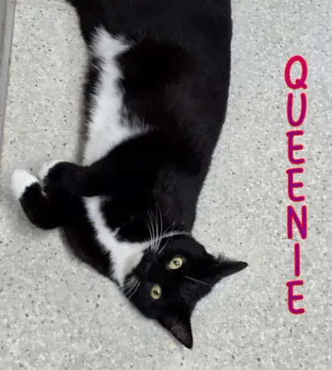 Queenie photo 2