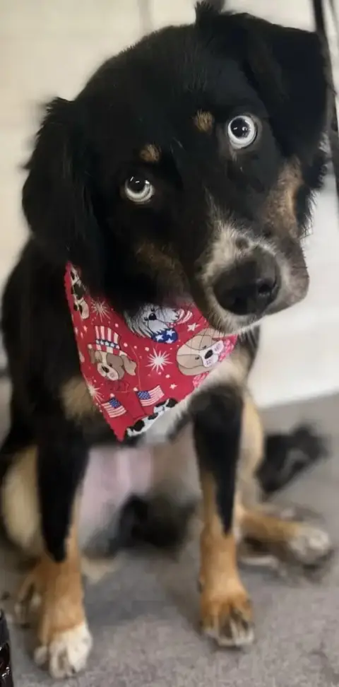 Sybbie: Not At The Shelter photo 2