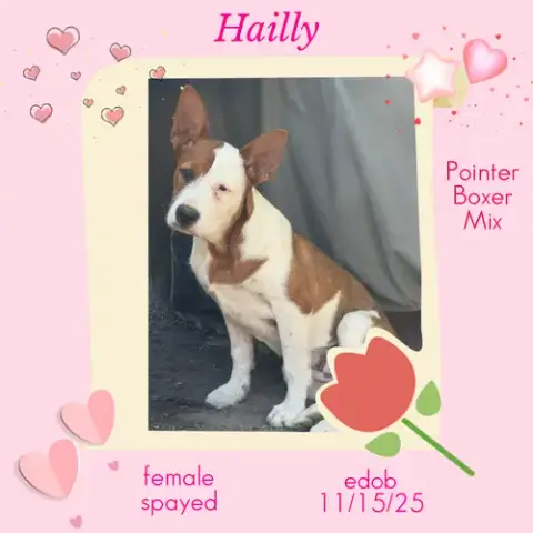Hailly photo 2