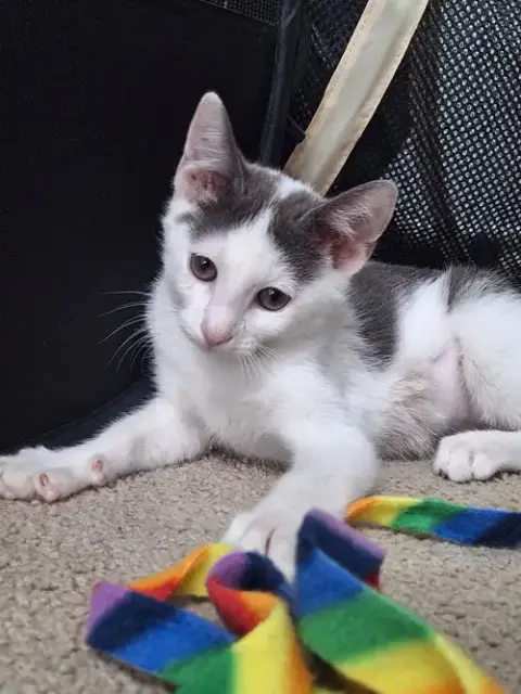 Maisie Moon photo 5