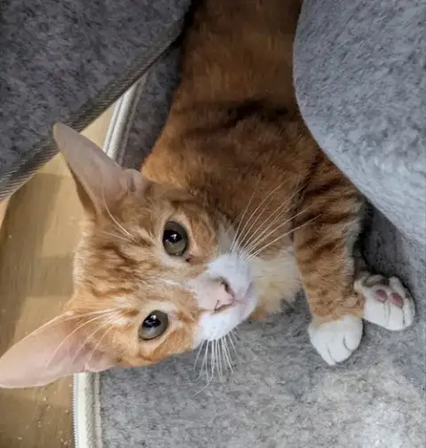 Fonzie