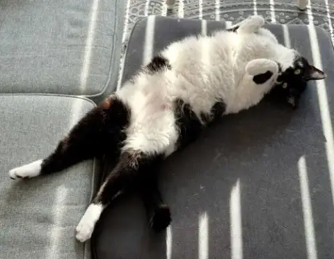 Mr. Kiki photo 3