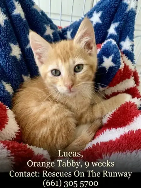 Lucas