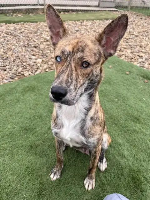 Juno
