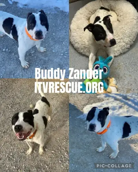 Buddy Zander photo 2