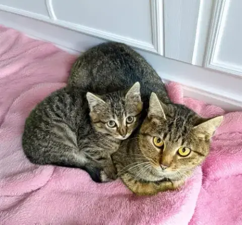 Gypsy And Jasper