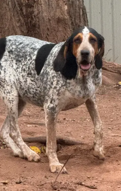 Henrietta Hound photo 3
