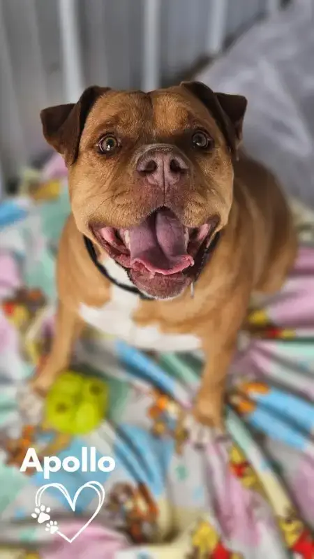 Apollo