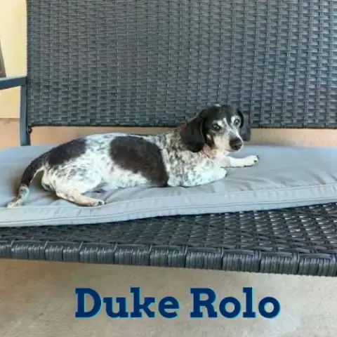 Duke Rolo photo 4