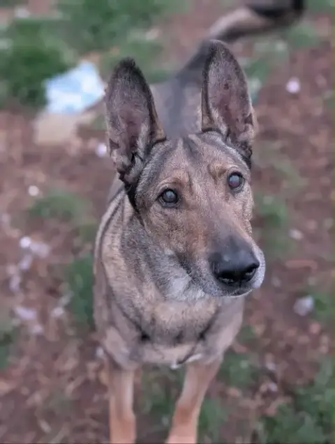 Zaxby photo 2
