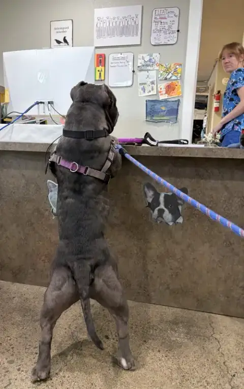 Chonk photo 4