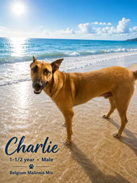 Charly – 1 Year photo 2
