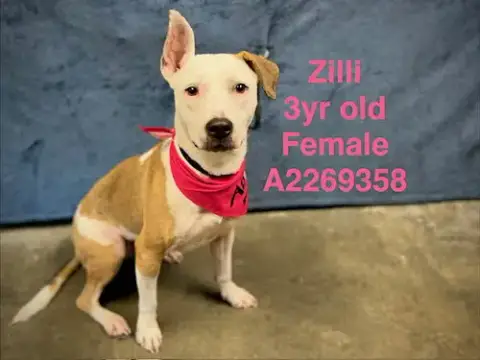 Zilli