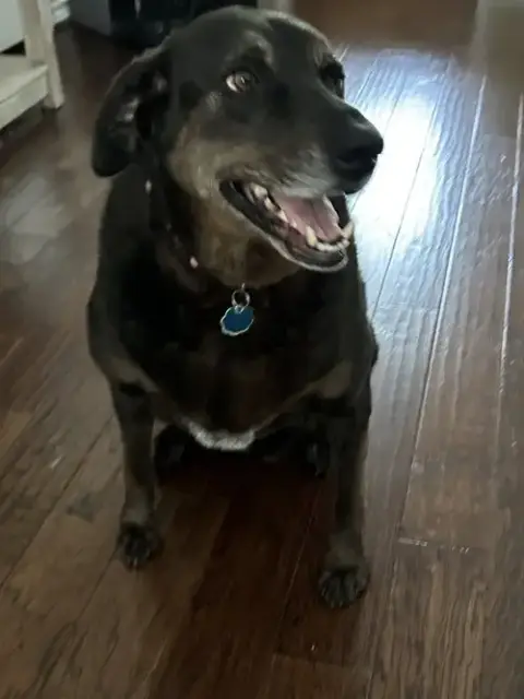 Priscilla photo 4