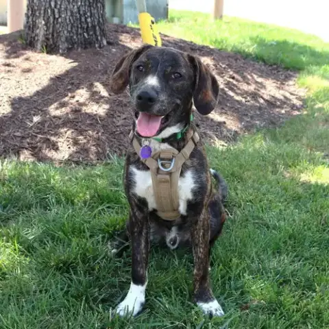 Logan'S Pup Gill photo 4